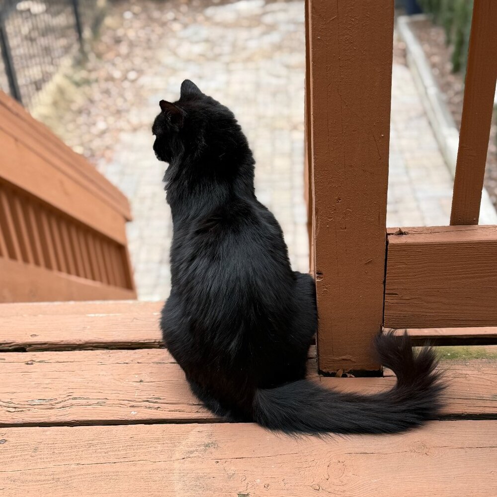 Meet your Posher, Joe